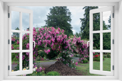 Fototapeta Naklejka Na Ścianę Okno 3D - Portland international rose garden