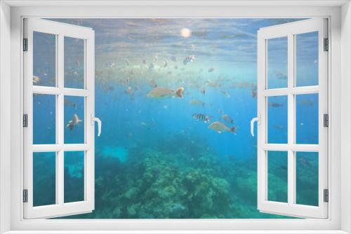 Fototapeta Naklejka Na Ścianę Okno 3D - Poissons de lagon à Rangiroa, Polynésie française	
