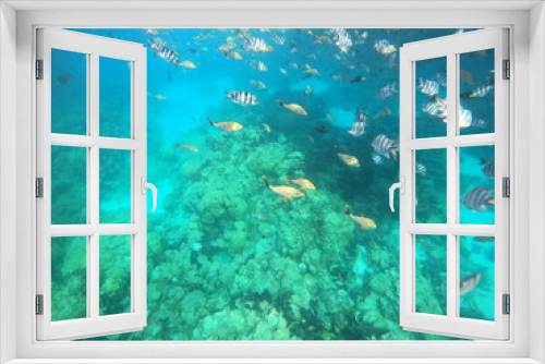 Fototapeta Naklejka Na Ścianę Okno 3D - Poissons de lagon à Rangiroa, Polynésie française