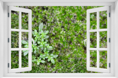 Fototapeta Naklejka Na Ścianę Okno 3D - Natural green moss 