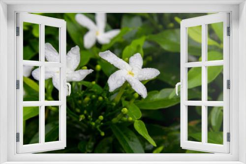 Fototapeta Naklejka Na Ścianę Okno 3D - Gardenia jasminoides flower is a small white flower with green leaves with a beautiful delicate fragrance.