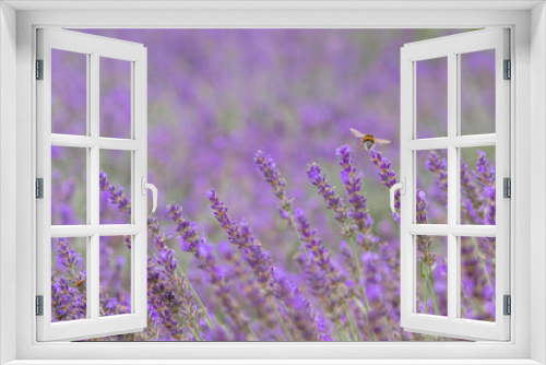 Fototapeta Naklejka Na Ścianę Okno 3D - Beautiful lavender field in springtime with purple blossoms in full blow for insects like flying bumblebees with the fragrance of the french provence agriculture and violet blooming gardening