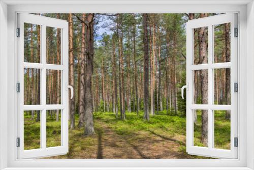 Fototapeta Naklejka Na Ścianę Okno 3D - green pine forest panorama