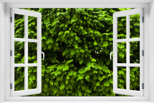 Fototapeta Naklejka Na Ścianę Okno 3D - Green leaves of trees in sunlight