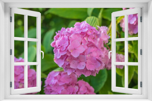 Fototapeta Naklejka Na Ścianę Okno 3D - Rhododendron-Blüten rosa