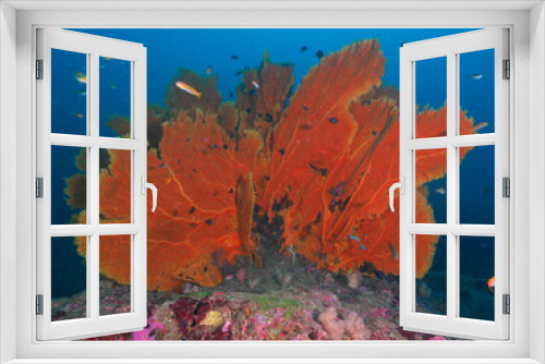 Fototapeta Naklejka Na Ścianę Okno 3D - Huge gorgonian sea fan formation