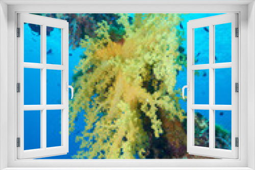 Fototapeta Naklejka Na Ścianę Okno 3D - Wreck and soft corals