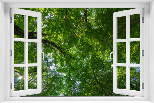 Fototapeta Naklejka Na Ścianę Okno 3D - tree crowns with green leaves on a summer day view from below