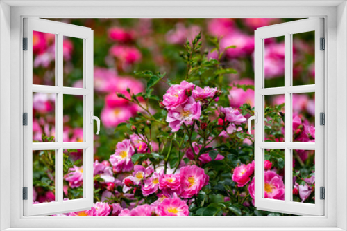Fototapeta Naklejka Na Ścianę Okno 3D - Blossom of pink wild dog roses, summer nature background