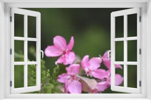 Fototapeta Naklejka Na Ścianę Okno 3D - Pink Flowers
