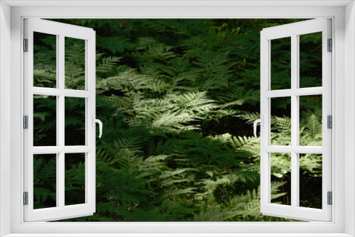 Fototapeta Naklejka Na Ścianę Okno 3D - Красочные папоротники листья зеленой листвы естественный цветочный папоротник фон в солнечном свете.