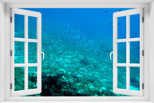 Fototapeta Naklejka Na Ścianę Okno 3D - Unter Wasser