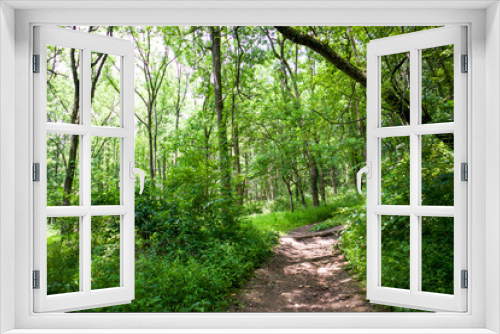Fototapeta Naklejka Na Ścianę Okno 3D - path in the woods