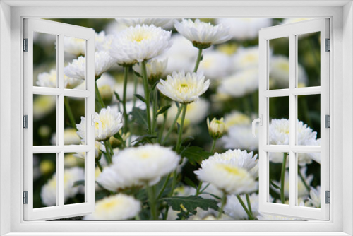 Fototapeta Naklejka Na Ścianę Okno 3D - daisies in a field