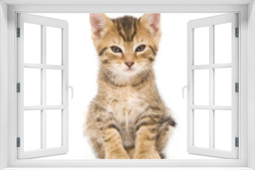 Fototapeta Naklejka Na Ścianę Okno 3D - Kitten looking at camera