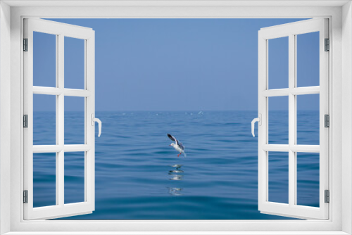 Fototapeta Naklejka Na Ścianę Okno 3D - seagull on the sea