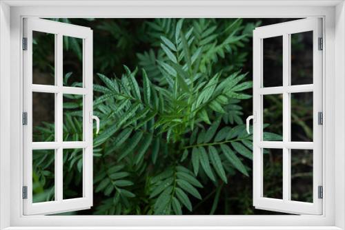 Fototapeta Naklejka Na Ścianę Okno 3D - Bush of green fern.
