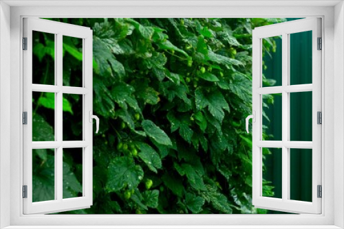 Fototapeta Naklejka Na Ścianę Okno 3D - Wild hops from lat. Húmulus, green leaves background