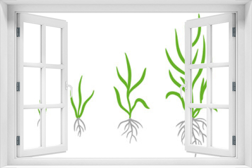 Fototapeta Naklejka Na Ścianę Okno 3D - Grass growth stages. Vector infographic clipart. Hand drawn sketch.