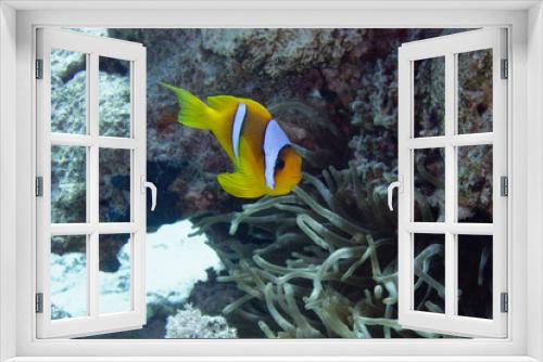 Fototapeta Naklejka Na Ścianę Okno 3D - Two band anemonefish (Amphiprion bicinctus) in Red Sea