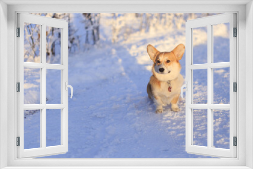 Fototapeta Naklejka Na Ścianę Okno 3D - A dog walks in a winter park
