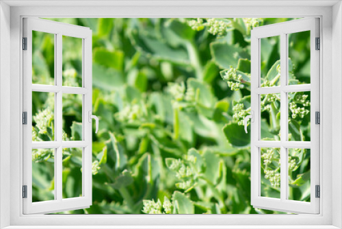 Fototapeta Naklejka Na Ścianę Okno 3D - natural background of a wild green plant close up