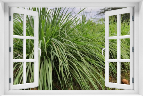 Fototapeta Naklejka Na Ścianę Okno 3D - Photo of green Lemongrass plant 