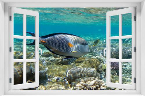 Fototapeta Naklejka Na Ścianę Okno 3D - Sohal surgeonfish (Acanthurus sohal) in Red Sea