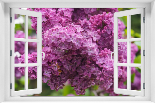 Fototapeta Naklejka Na Ścianę Okno 3D - Photography of the beutiful purple lilac bush in bloom. Concept of the bright beauty in nature. Natural background. A lot of small flowers.