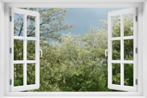 Fototapeta Naklejka Na Ścianę Okno 3D - acacia tree in blooming period. Robinia pseudoacacia flowers 
