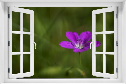 Fototapeta Naklejka Na Ścianę Okno 3D - Background with marsh cranesbill flowers, Geranium palustre