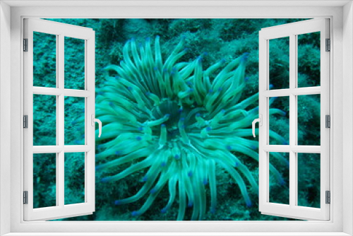 Fototapeta Naklejka Na Ścianę Okno 3D - Unter Wasser