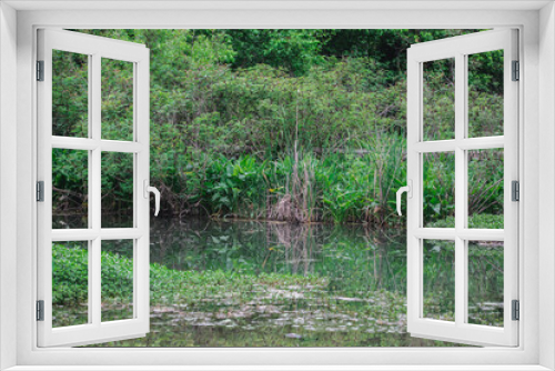 Fototapeta Naklejka Na Ścianę Okno 3D - Swamp Landscape