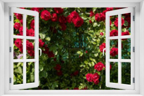 Fototapeta Naklejka Na Ścianę Okno 3D - Bright red spray roses in the garden and blue sky