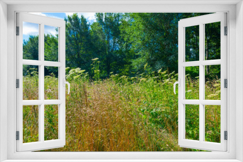 Fototapeta Naklejka Na Ścianę Okno 3D - Lush green foliage of trees, yellow grass and wild flowers in a grassy pasture in bright sunlight and shadow on a summer morning, Almere, Flevoland, The Netherlands, July 15, 2020