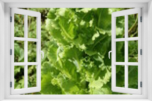 Fototapeta Naklejka Na Ścianę Okno 3D - Organic Lettuce