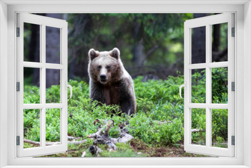 Fototapeta Naklejka Na Ścianę Okno 3D - Young brown bear (ursus arctos) walking in the dark spruce forest.
