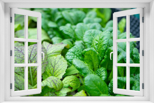 Fototapeta Naklejka Na Ścianę Okno 3D - salad plants in detail fresh green