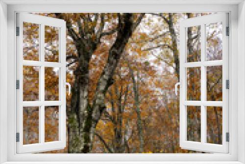 Fototapeta Naklejka Na Ścianę Okno 3D - 紅葉に染まるブナの原生林