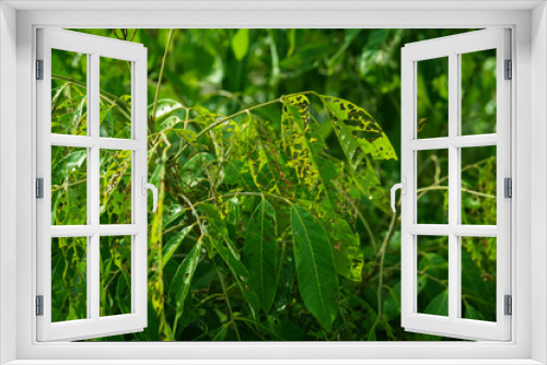 Fototapeta Naklejka Na Ścianę Okno 3D - Leaves that have been eaten by insects.