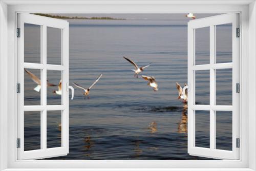 Fototapeta Naklejka Na Ścianę Okno 3D - The black-headed gulls catch fish.
