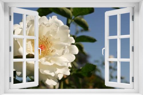 Fototapeta Naklejka Na Ścianę Okno 3D - English roses garden. Rosarium Floral background. Tender flowers Blooming, honey bee collects pollen. Close-up of rosary flower bed. Flowering bush, selective focus with insects and delicate petals.