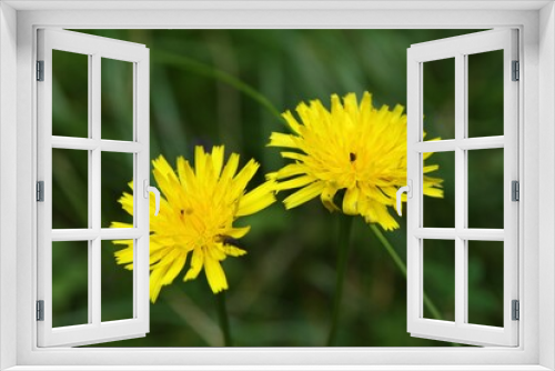 Fototapeta Naklejka Na Ścianę Okno 3D - yellow dandelion flower
