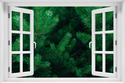 Fototapeta Naklejka Na Ścianę Okno 3D - Background of green spruce branches in dark light
