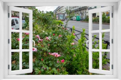 Fototapeta Naklejka Na Ścianę Okno 3D - Amazing   of Rose flowers bush in Paris - May!