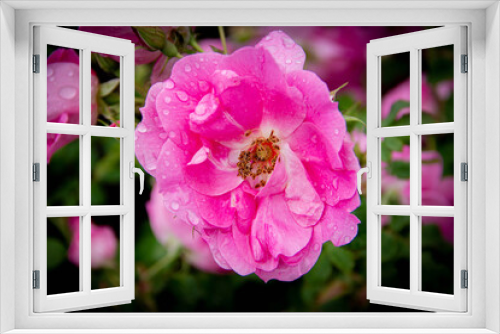 Fototapeta Naklejka Na Ścianę Okno 3D - pink rose in the garden