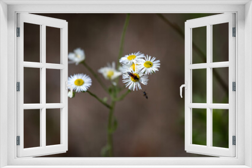 Fototapeta Naklejka Na Ścianę Okno 3D - beetle on a white daisy
