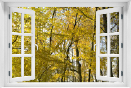 Fototapeta Naklejka Na Ścianę Okno 3D - Autumn colors, bright autumn leaves on trees