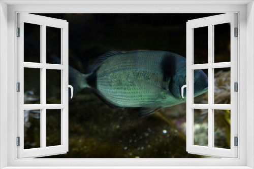 Fototapeta Naklejka Na Ścianę Okno 3D - Common two-banded sea bream (Diplodus vulgaris).