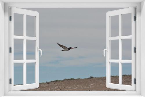 Fototapeta Naklejka Na Ścianę Okno 3D - Aves